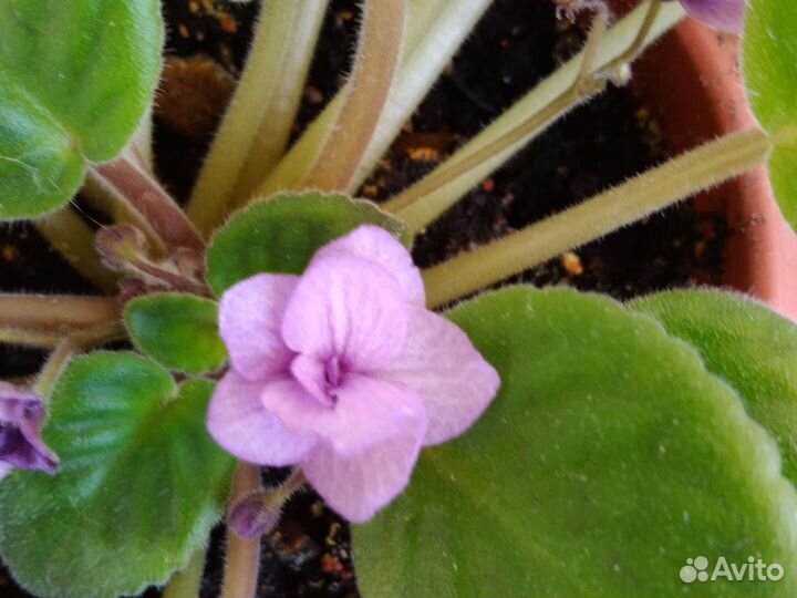 Дендробиум, Толстянка (денежное дерево), фиалка