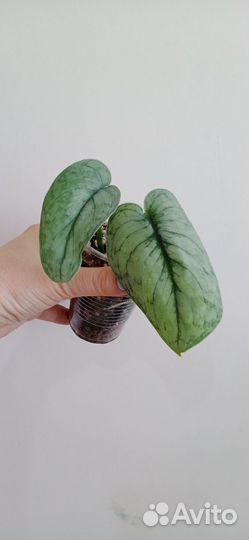 Сциндапсусы разные