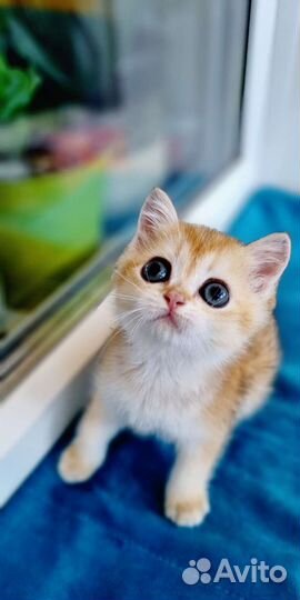 Золотая шиншилла девочка выставочная в брид