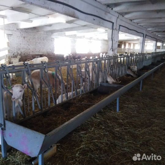 Хэдлок для коз и овец