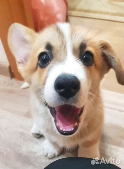 Щенки корги