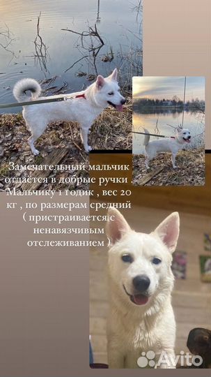 Швейцарская овчарка