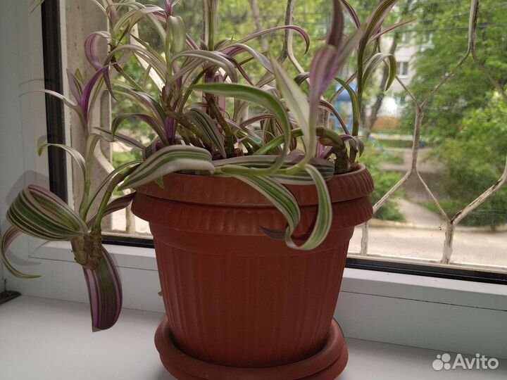 Традесканция трёхцветная