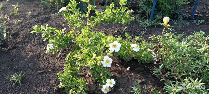 Лапчатка кустарниковая