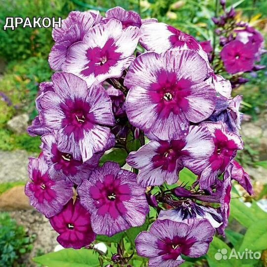 Флоксы сортовые