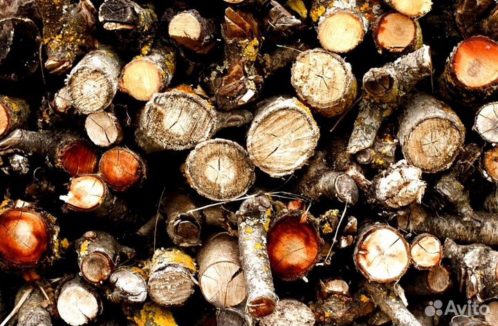 Дрова Береза