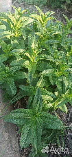 Мята рассада