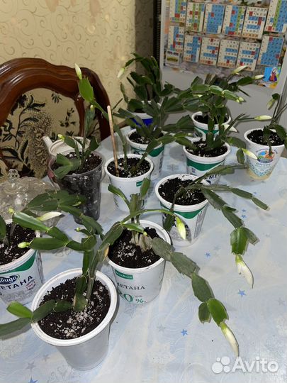 Декабрист шлюмбергера