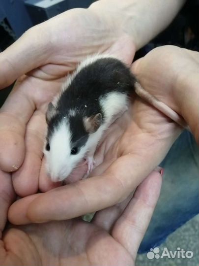 Крысы декоративные