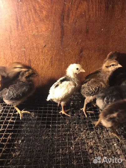 Цыплята несушки