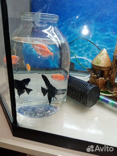 Аквариум с рыбками