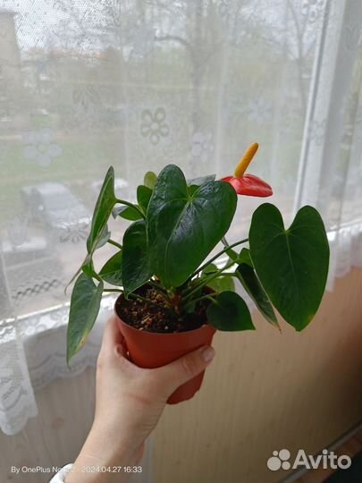 Антуриум Стило