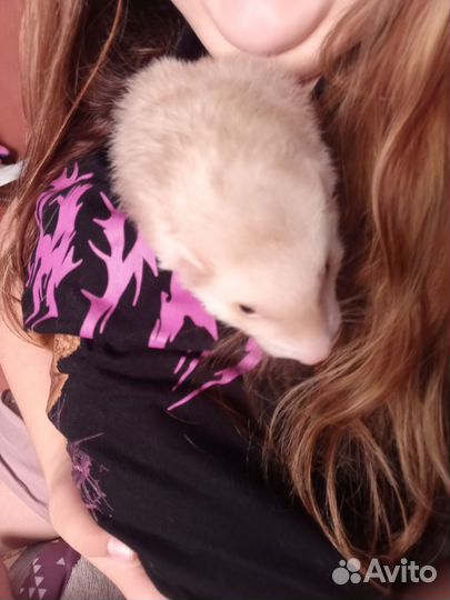 Домашний хорек