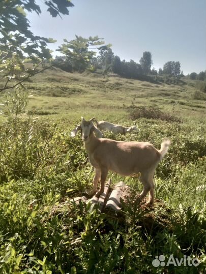 Козочка нубийская процентная
