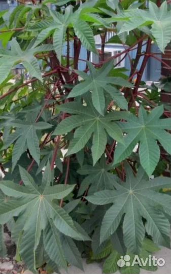 Клещевина(пальма)