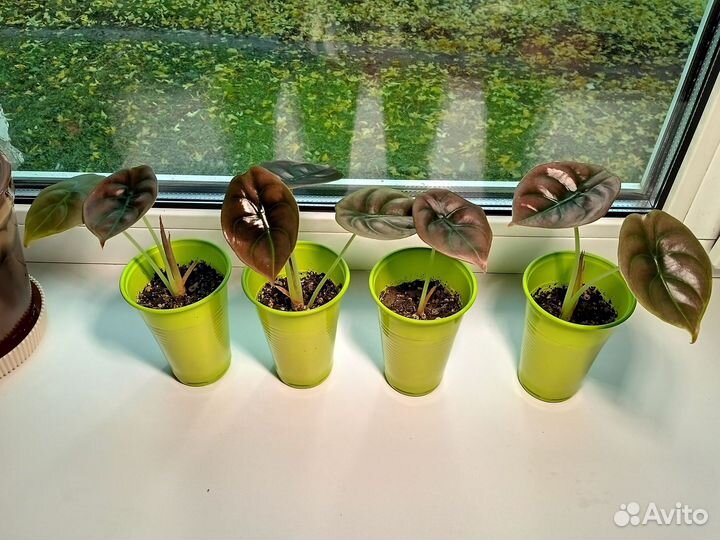 Алоказия медная