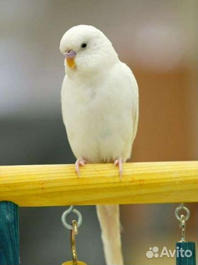 Домашние животные