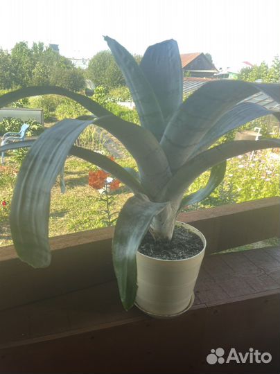 Толстянка (денежное дерево) и другие цветы