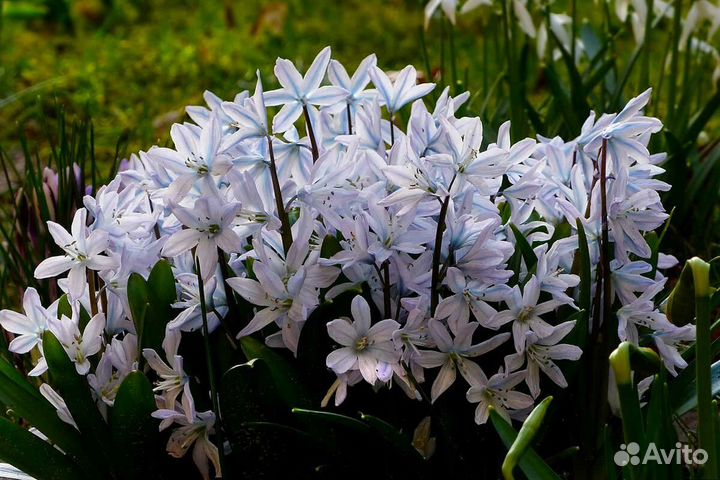 Гиацинтоидес (Сцилла) Белая