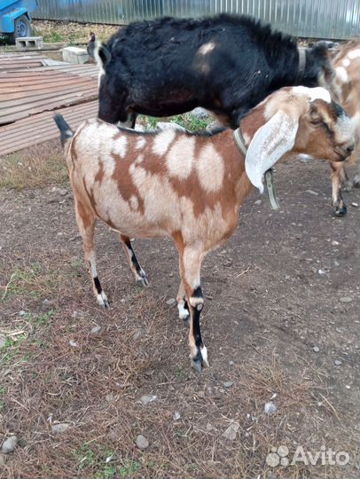 Нубийские козы