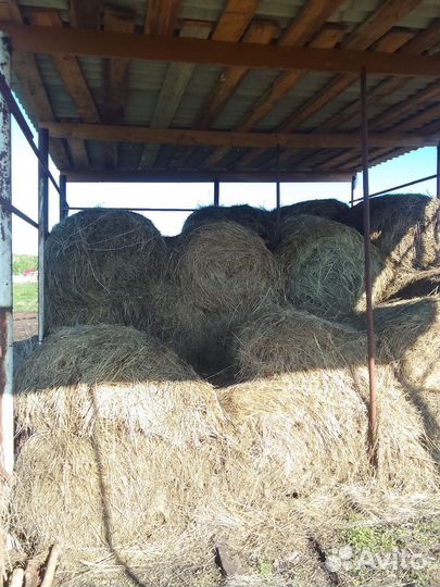 Продам сено в рулонах