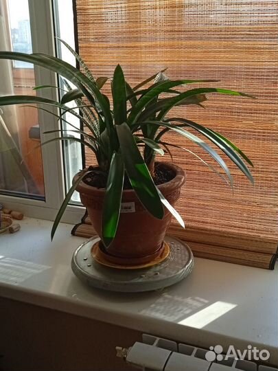 Комнатные растения цветы бесплатно