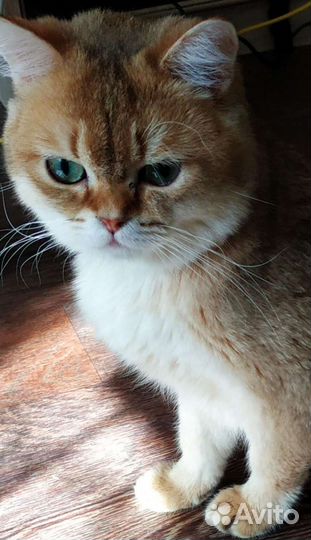 Шотландский кот вязка,золотая шиншилла