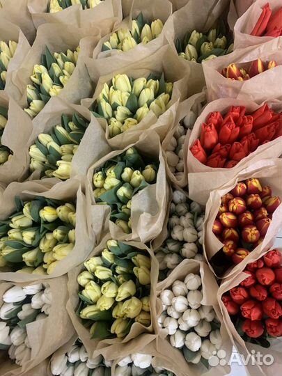 Тюльпаны свежие оптом от производителя