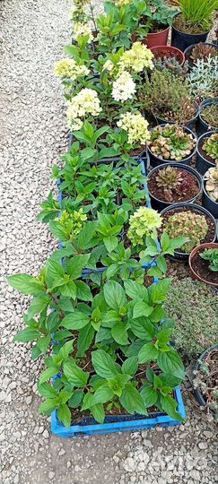 Гортензия метельчатая