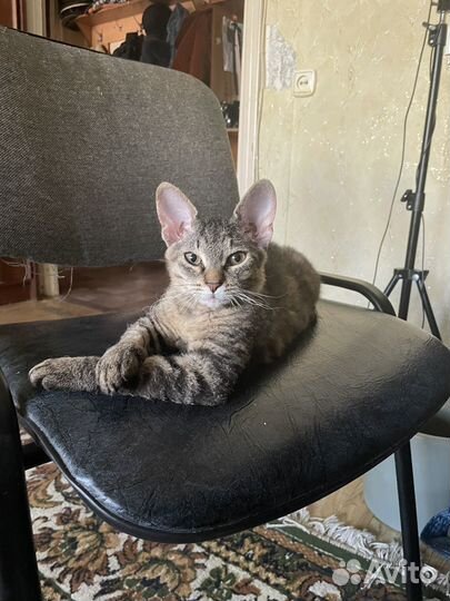 Кот в добрые руки
