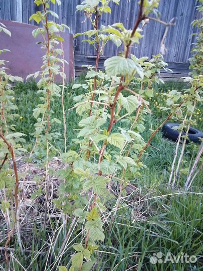 Рассада и саженцы