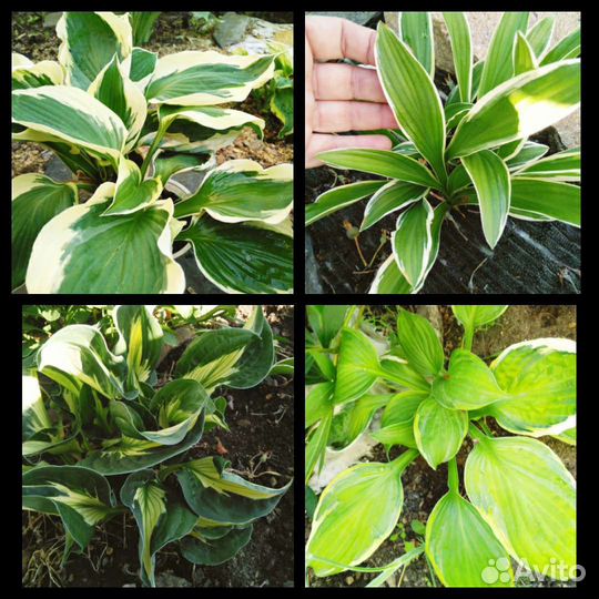 Хоста разные сорта