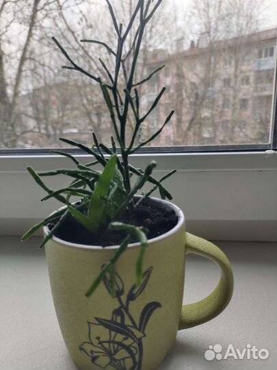 Хатиора солеросовая