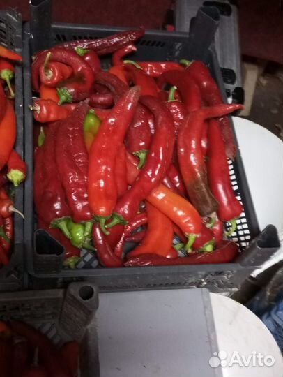 Перец острый, пикантный, Чили