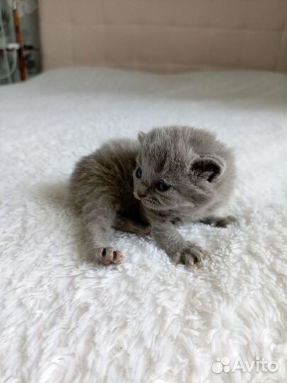 Шотландская вислоухая кошка