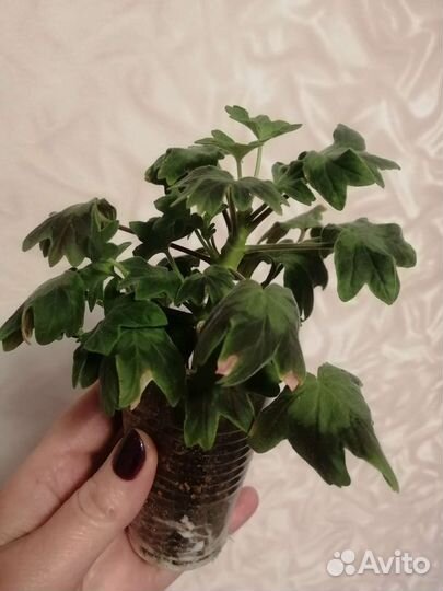 Пеларгония герань