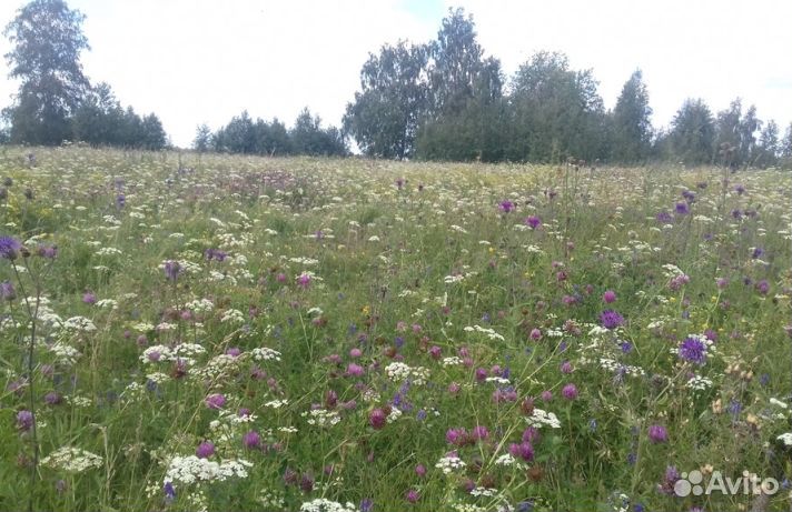 2023 года Мёд Алтайский опт