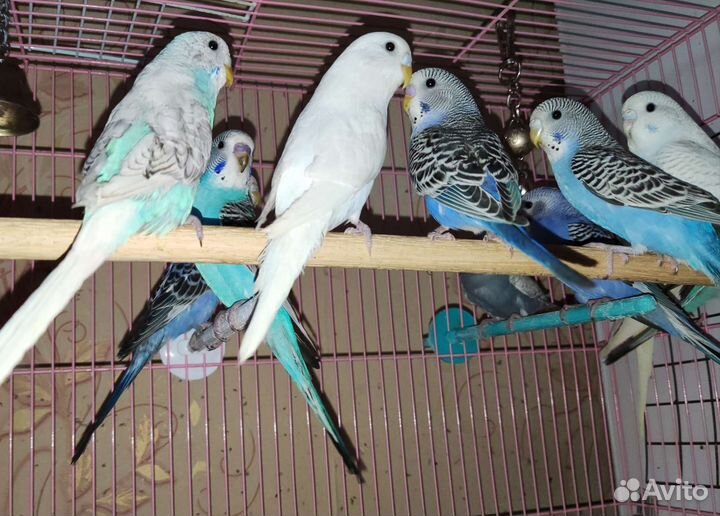 Волнистые попугаи от заводчика и др. виды