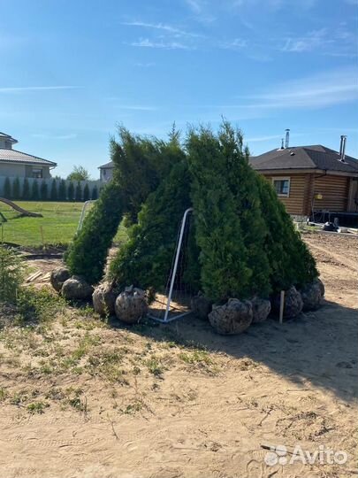 Туи Колумна 3м из питомника для живой изгороди