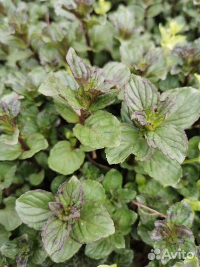 Мята шоколадная, клубничная