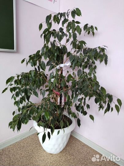 Фикус бенджамина большой