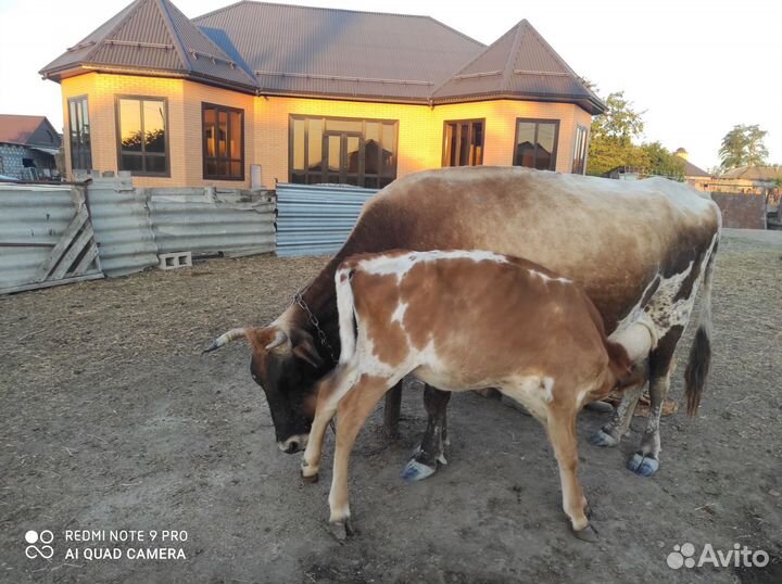Корова дойная с теленком