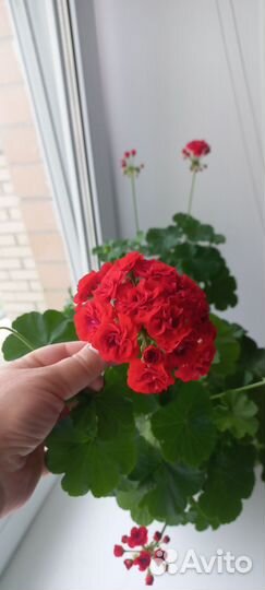 Пеларгония герань красная