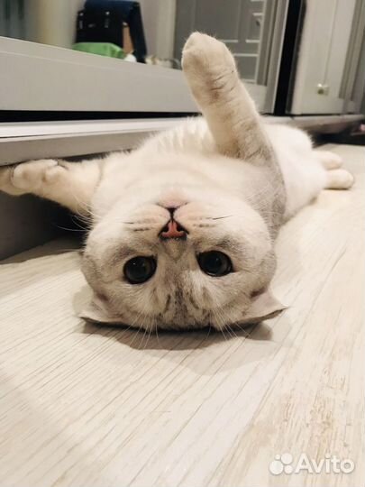 Передержка котов и кошек на дому