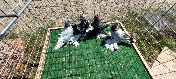 Продам голубей