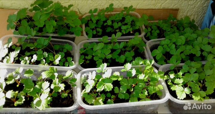 Семена клубники новые крупноплодные сорта