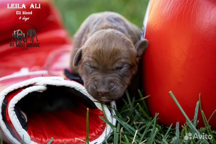 Очаровательные малыши апбт