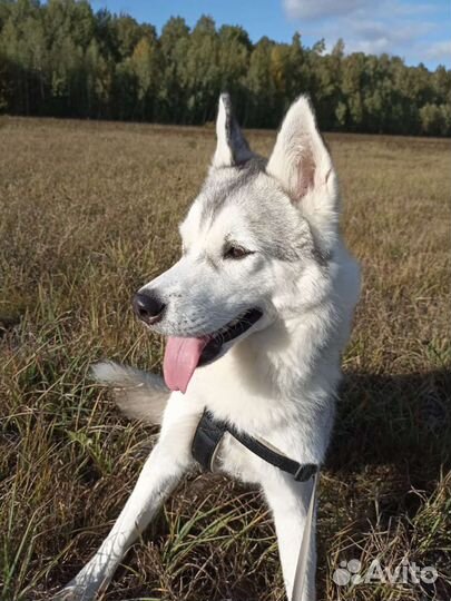 Сибирский хаски вязка