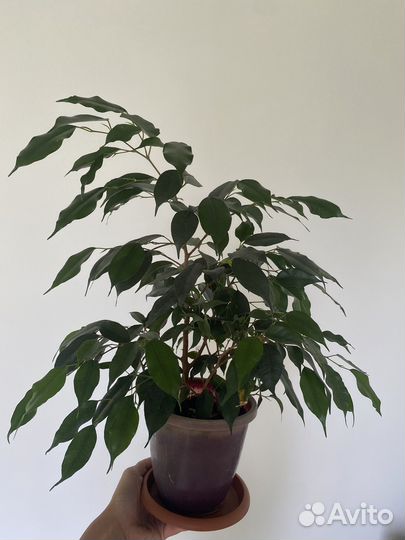 Бенджамина