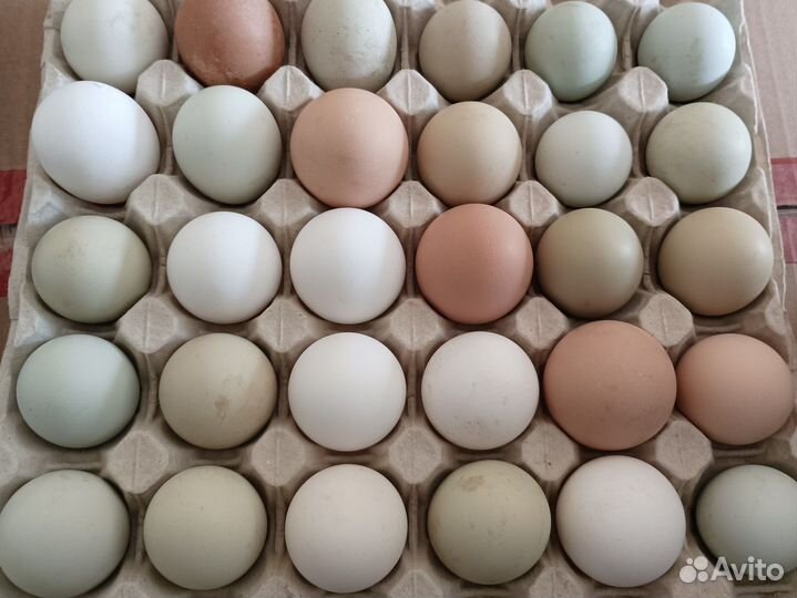 Домашнее куриное, цесариное, индюшиное яйцо
